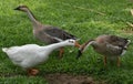 Three Indian ducks playing in green grass Royalty Free Stock Photo