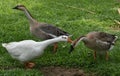 Three Indian ducks playing in green grass