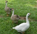 Three Indian ducks playing in green grass Royalty Free Stock Photo
