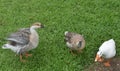 Three Indian ducks playing in green grass Royalty Free Stock Photo