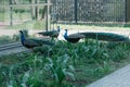 The three Indian peafowls in the park in the morning