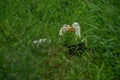 Three Indian Runner Ducks hiding in a grassy field