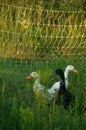 Three Indian Runner Ducks hiding in a grassy field