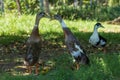 Three Indian Runner Ducks Interacting on Grass with One in Background Royalty Free Stock Photo