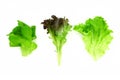 Three Individual Types Of Lettuce Leaves, Butter, Red And Green, Isolated On White