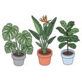 Three indoor potted plants Royalty Free Stock Photo