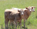 Three inquisitive cow girls Royalty Free Stock Photo