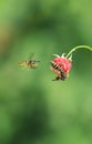 Three insects striped dangerous wasp flew on juicy ripe red rasp