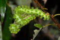 Three IO caterpillars feeding on Oak leaves. Royalty Free Stock Photo