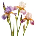 Three Iris Flowers in Bloom Royalty Free Stock Photo