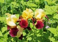 Three iris flowers