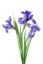 Three iris flowers isolated on white background, beautiful spring plant. Royalty Free Stock Photo