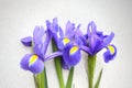 Three iris on a light background