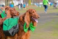 Three Irish setters ready to party Royalty Free Stock Photo