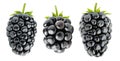 Three isolated blackberries Royalty Free Stock Photo
