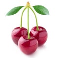 Three isolated cherries on one stem with leaves