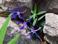 Three isolated dancing gargan bellflowers on the stones grey background closeup