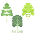 Three isolated different leaves of the Kale