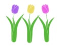 Three isolated purple yellow and pink spring tulip illustration green stem and leaves with white background Royalty Free Stock Photo