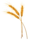 Three isolated spikelets of wheat.