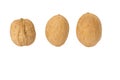 Three isolated walnuts on a white background