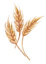 Three isolated watercolor spikelets of wheat on the white