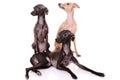 Three Italian greyhound