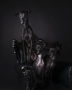 Three Italian greyhound dogs sitting on a baroque chair against a black background Royalty Free Stock Photo