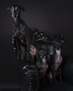 Three Italian greyhound dogs sitting on a baroque chair against a black background Royalty Free Stock Photo