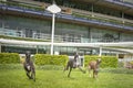 Three Italian Greyhounds running and having fun Royalty Free Stock Photo