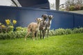 Three Italian Greyhounds standing on the grass looking away Royalty Free Stock Photo