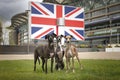 Three Italian Greyhounds standing on the grass with a Union Jack British Flag Royalty Free Stock Photo