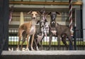 Three Italian Greyhounds standing at the top of the stairs Royalty Free Stock Photo