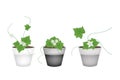 Three Ivy Gourd in Ceramic Flower Pots Royalty Free Stock Photo