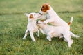 Three Jack Russell puppies play on grass