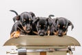 Three Jack Russell terrier puppies posing on a vintage baby scale, white background Royalty Free Stock Photo