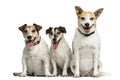 Three Jack Russell Terrier sitting