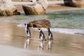 Three penguins walking out of the water onto the beach