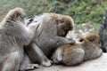 Red face japanese macaque or snow monkey