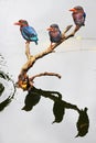 Three Javan kingfisher perched on dry wood in the middle of the pond. Royalty Free Stock Photo