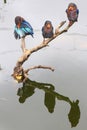 Three Javan kingfisher perched on dry wood in the middle of the pond. Royalty Free Stock Photo