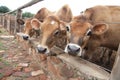 Three jersey cows Royalty Free Stock Photo