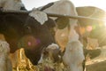 Three Jersey Cows grazing Hay Royalty Free Stock Photo