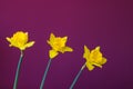 Three jonquil