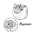 Ripe fresh persimmons vector illustration isolated on white. Two side and top view fruits. Realistic, delicious drawing