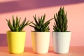 Three juicy haworthia plants of different species in colorful pots near the pink wall. Home garden background.