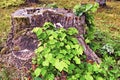 Three July tree stumps