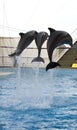 Three jumping dolfins