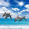 Three jumping dolphins Royalty Free Stock Photo