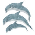 Three jumping dolphins isolated on white background Royalty Free Stock Photo